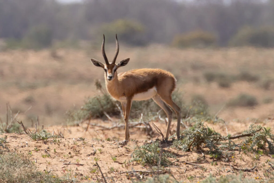 Safari por el Parque Nacional de Souss-Massa