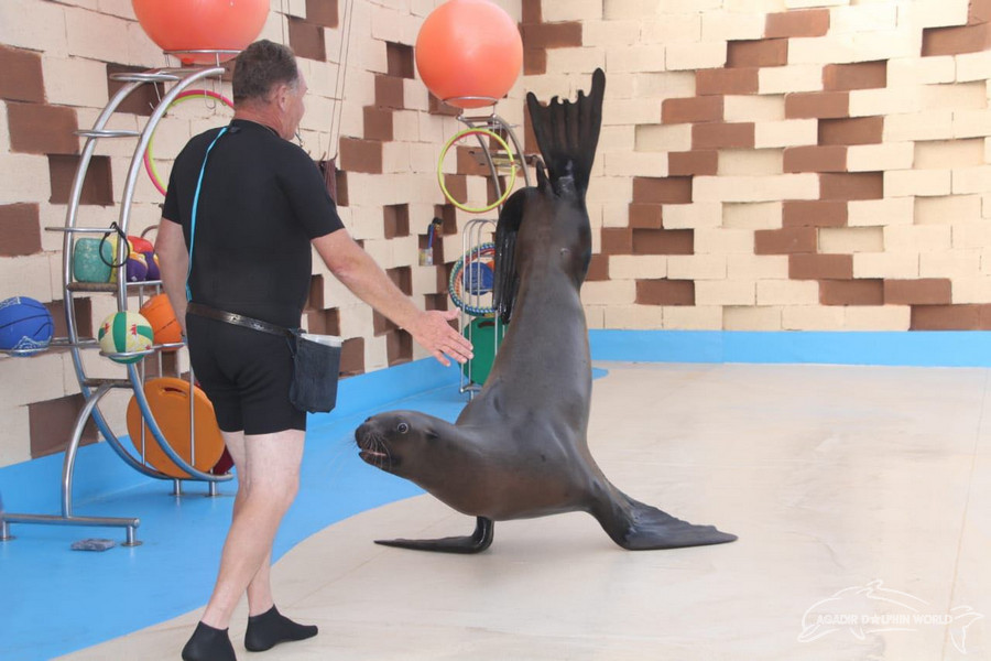 [agadirdolphins.com][299]agadir-dolphinarium-2018-03-1550258574.webp