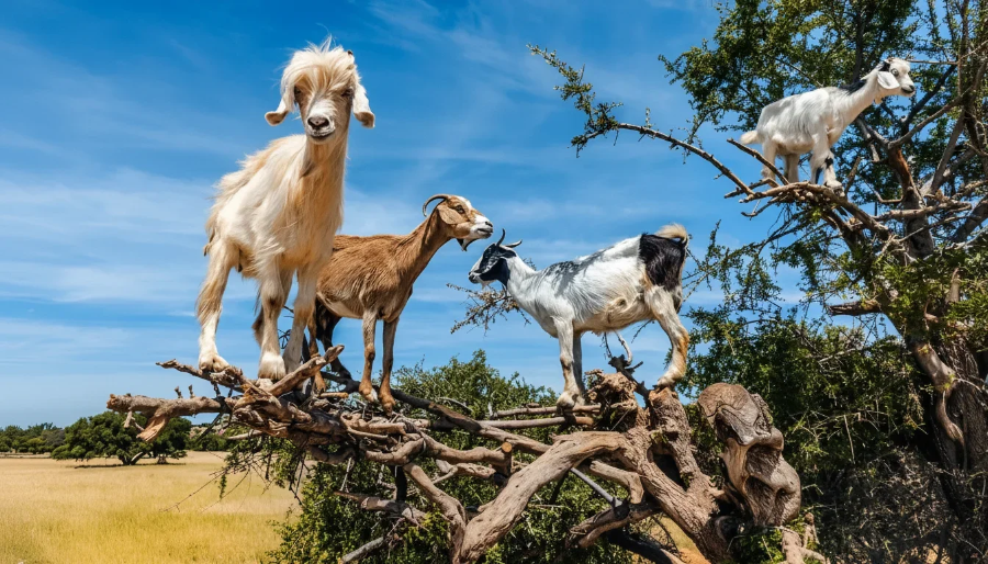 AgadirTree-ClimbingGoatsCrocoparc(1)-7nT3XGiK9UidihZQdsZu9A.webp