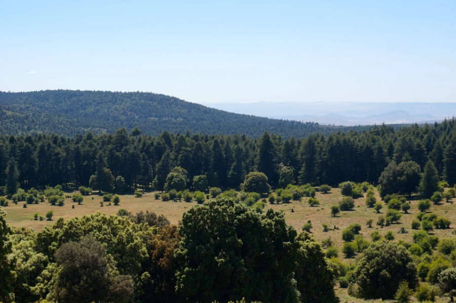 azrou forest.webp