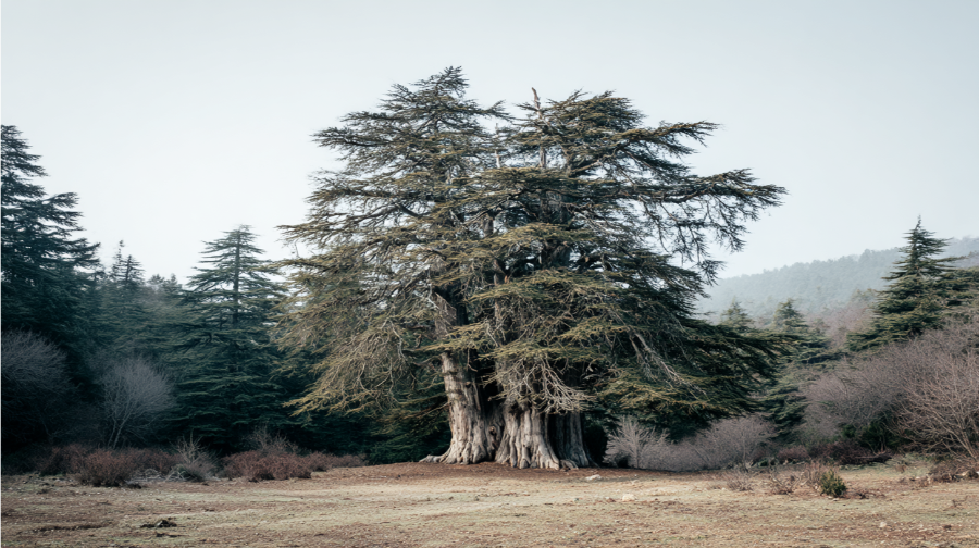 cedar-forest-fes-to-marrakech-4-days-desert-tour.webp
