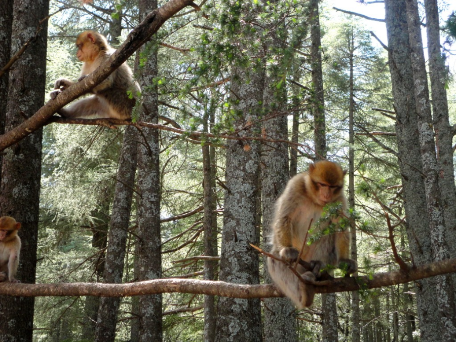 Cedar-Forrest-Monkeys-Ifrane-1024x768.webp