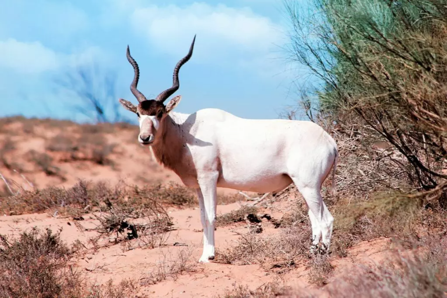 Copie-de-PARC-NATIONALE-SOUSS-MASSA-1024x683.webp