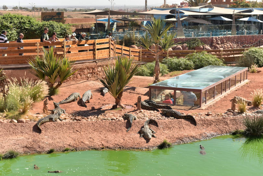 crocoparc_crocodiles_restaurant-min.webp