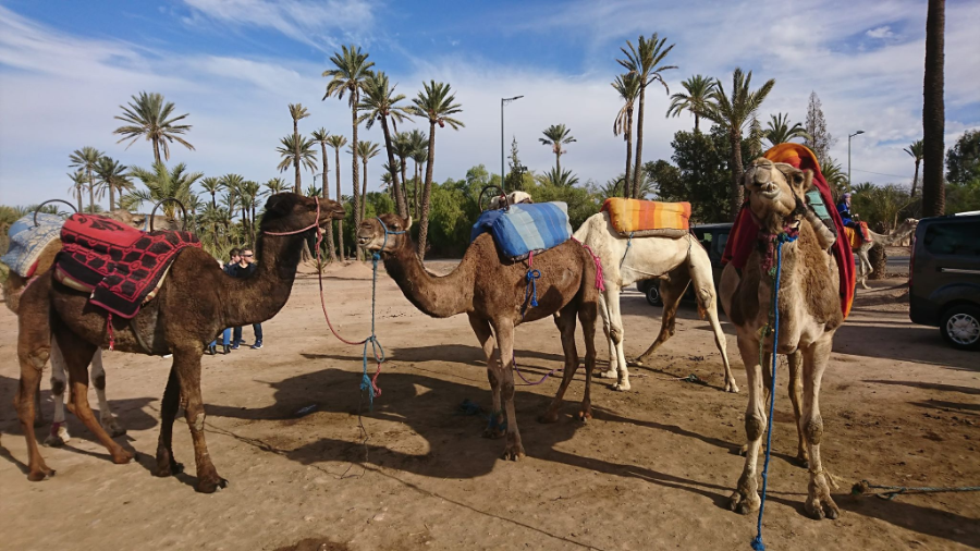 Marrakechcamel-ride-Enjoy-1548522600.webp