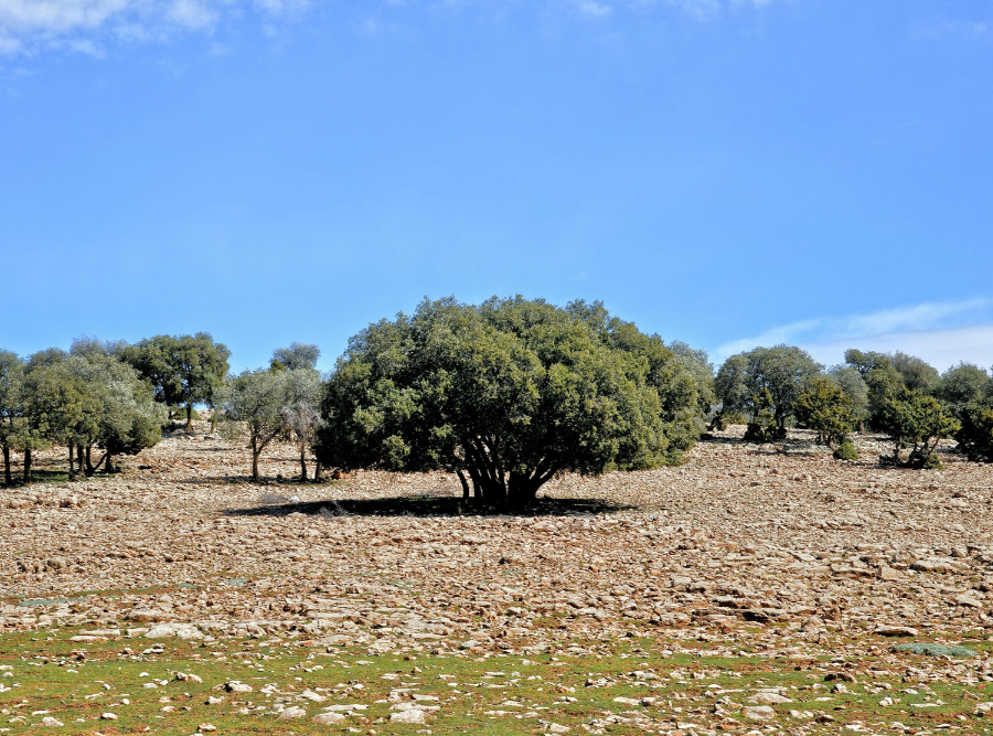 national-park-of-souss-massa-landscapes.webp