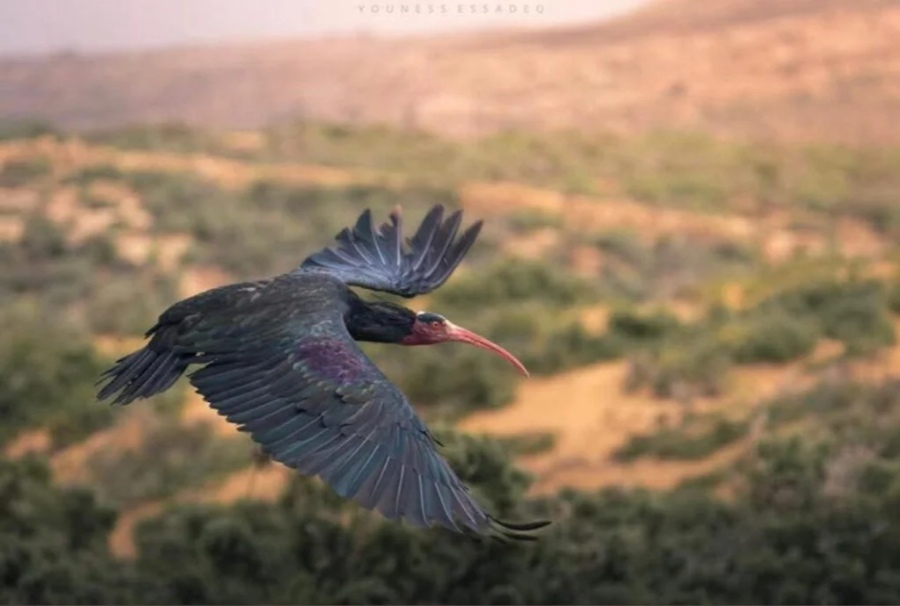 Souss-Massa-National-Park-from-Agadir-4-1024x690.webp