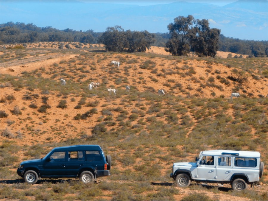 Excursión 4x4 de medio día al Parque Nacional de Souss-Massa desde Taghazout