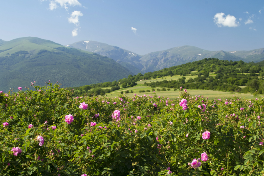 valley-of-roses-from-marrakech-to-merzouga-4-days-tour.webp